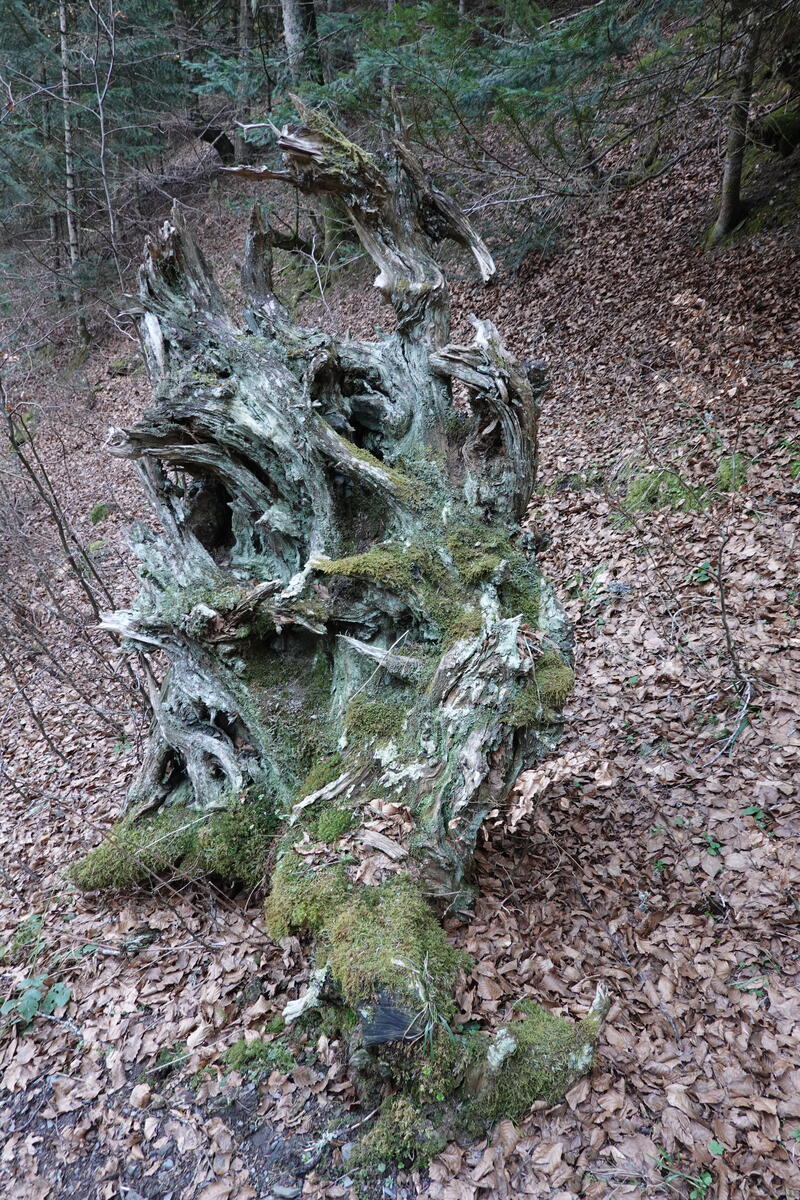 x1200-2021.02.27-rx100m6_5920.jpg